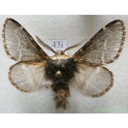 Poecilocampa populi (Linnaeus, 1758) male Czech43i